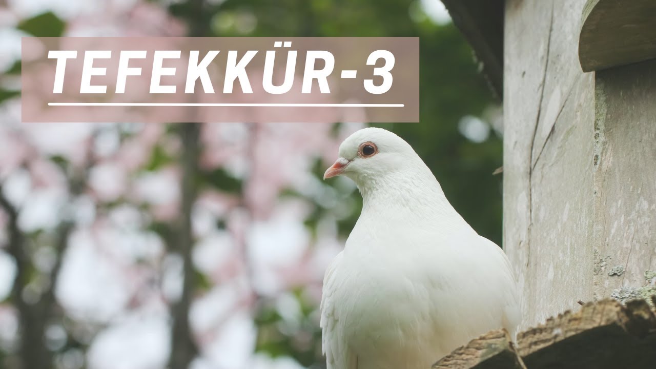 TEFEKKÜR - 3: TEFEKKÜR ÜVEYKİ OLMAK
