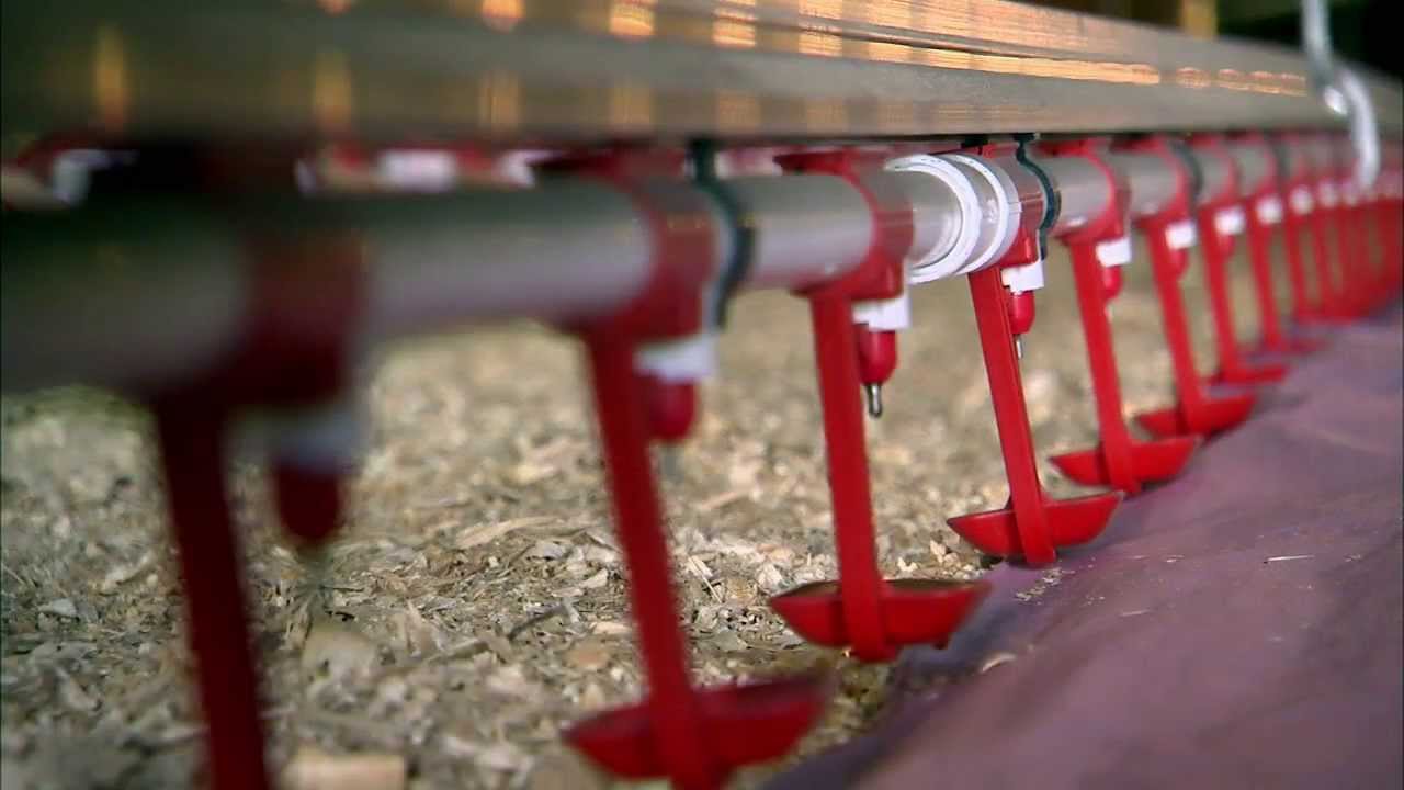 Introduction to Georgia Poultry Equipment Company
