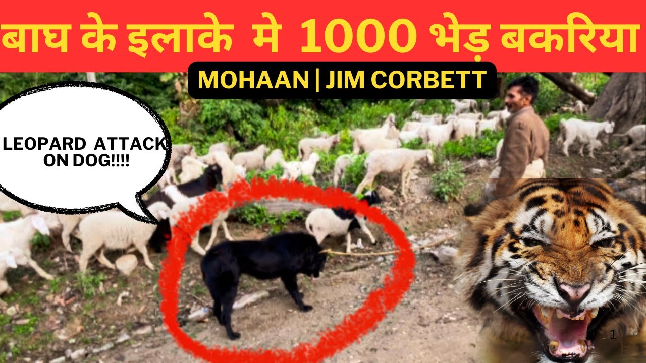 बाघ के इलाके  मे  1000 भेड़ बकरिया ‼️Animal Attack On Dog | Mohaan | Jim Corbett