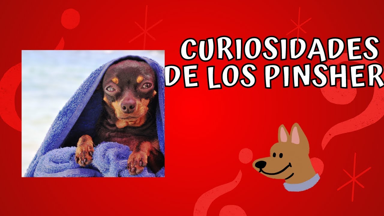 Pinshers como perros de granja