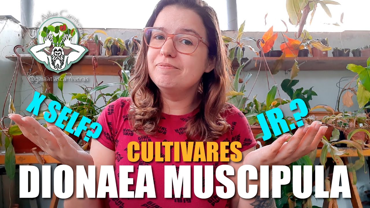 CULTIVARES | DIONAEA MUSCIPULA | PLANTAS CARN&Iacute;VORAS