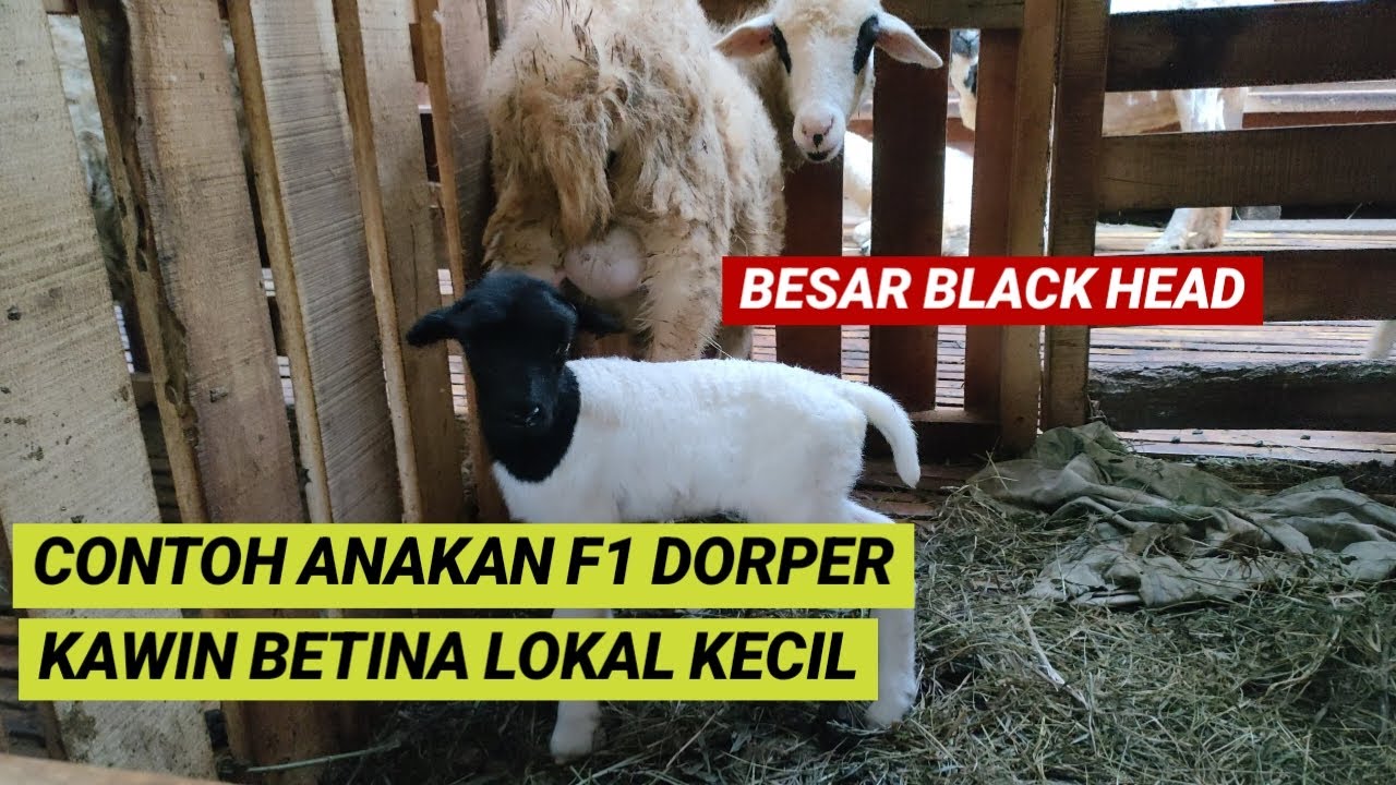 Anakan F1 Dorper Kawin Induk Lokal Kecil, Hasilnya Bagus Besar Balck Head