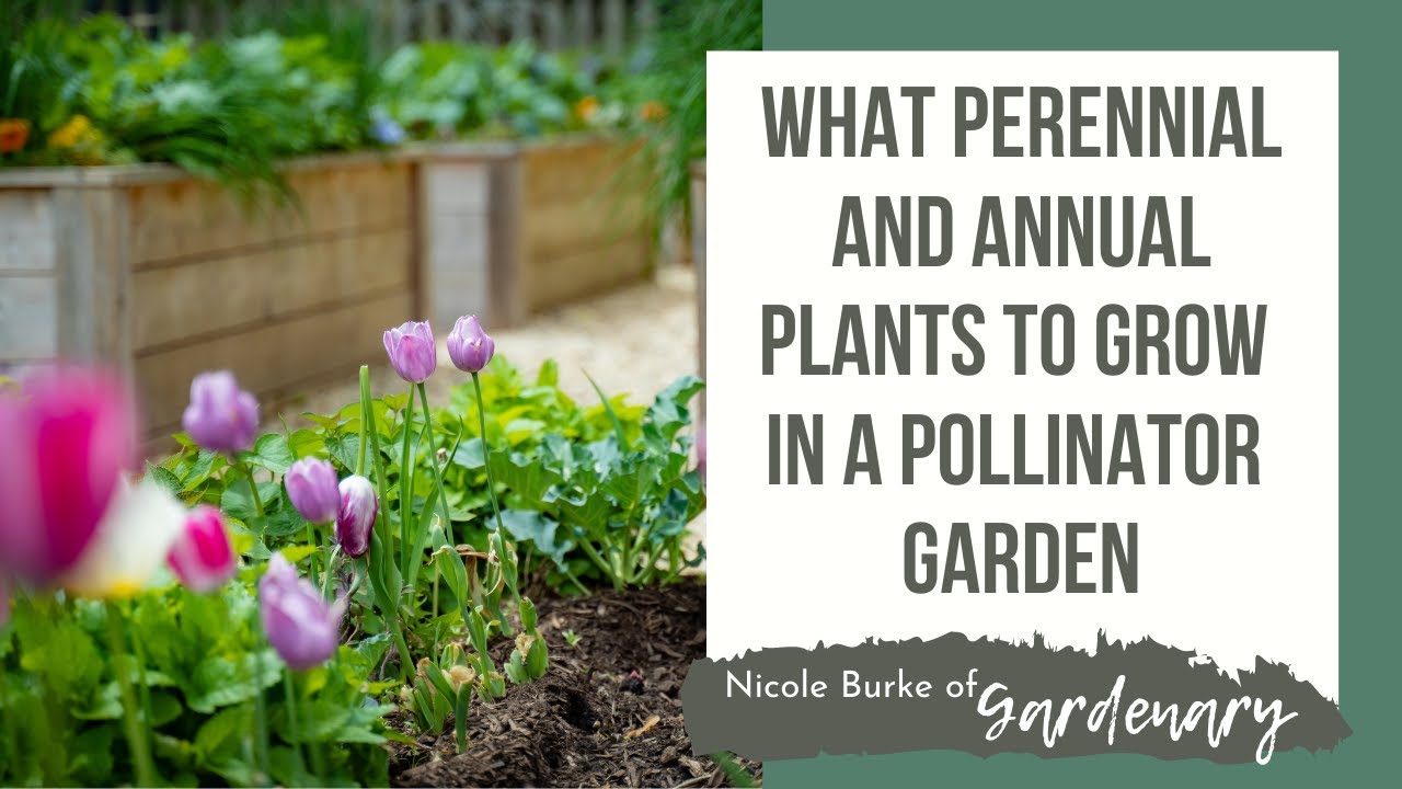 What Perennial and Annual Plants to Grow in a Pollinator Garden