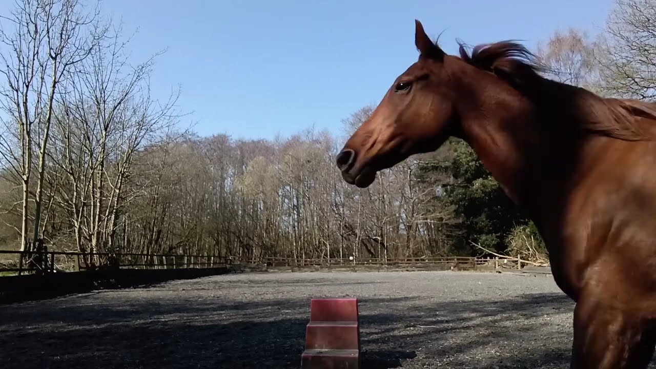 Amba, at liberty, in season, trying to teach her liberty...see description for more info...
