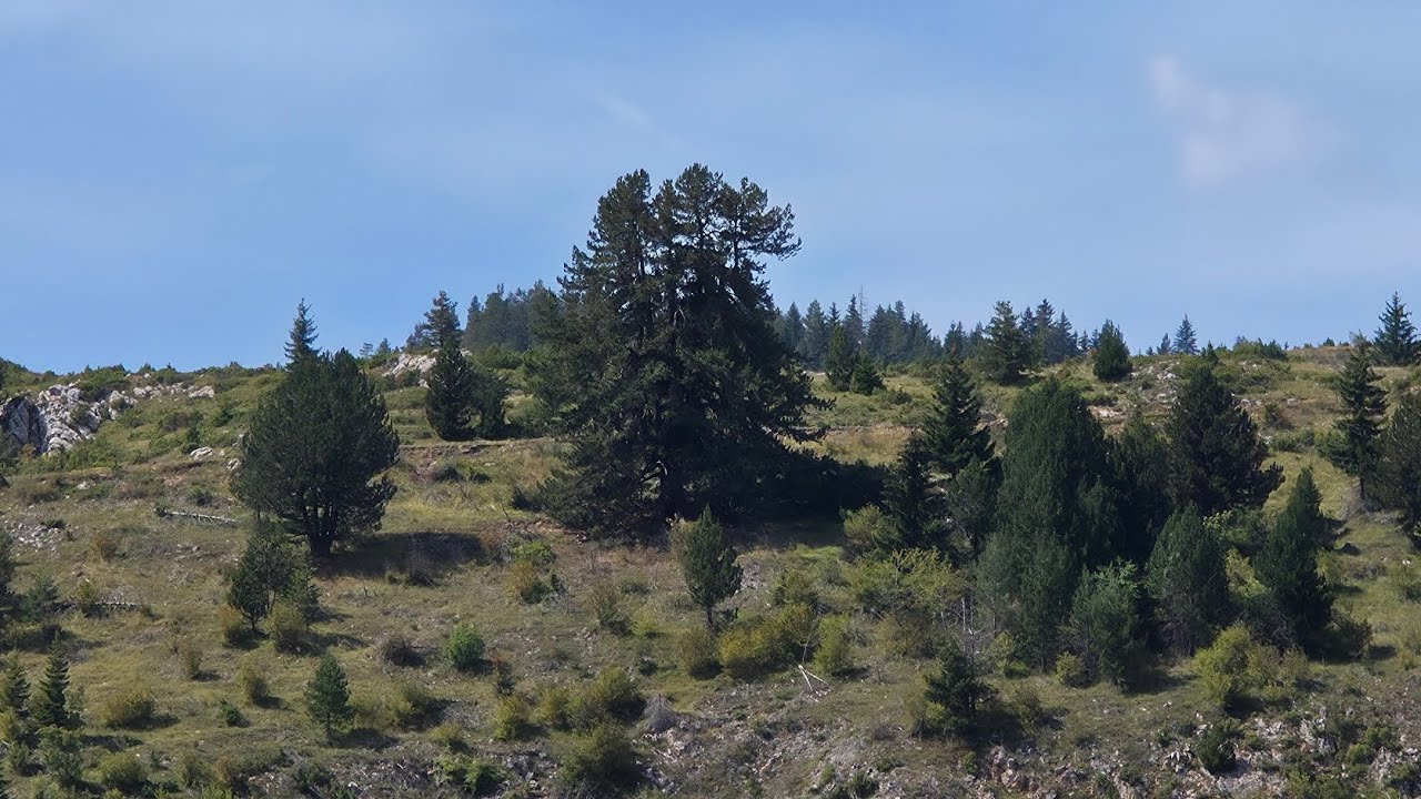 Kruščica-2025