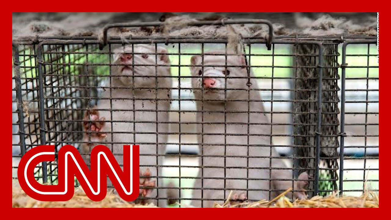 Denmark recommends 15 million mink be killed