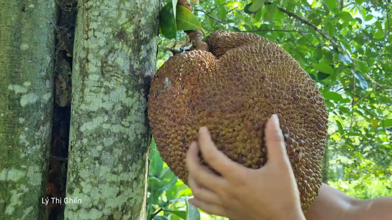 Harvesting giant jackfruit to sell at the market - Buying more ducklings - Cooking