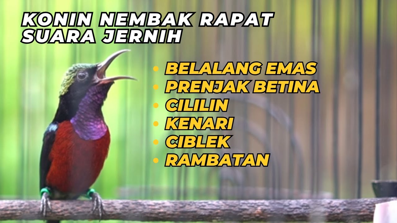 KONIN FULL NEMBAK SUARA JERNIH // PANCINGAN KONIN // MASTERANKOLIBRI NINJA // SUARA BURUNG