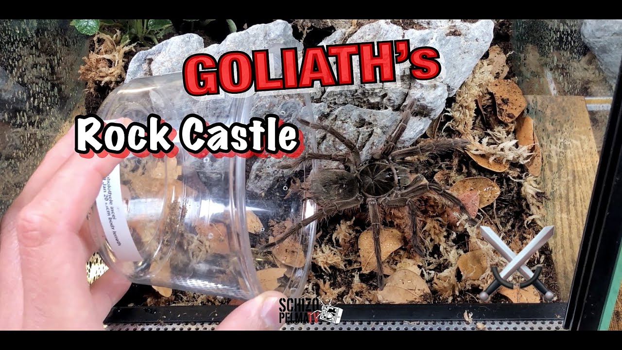 Goliath birdeater tarantula bioactive enclosure
