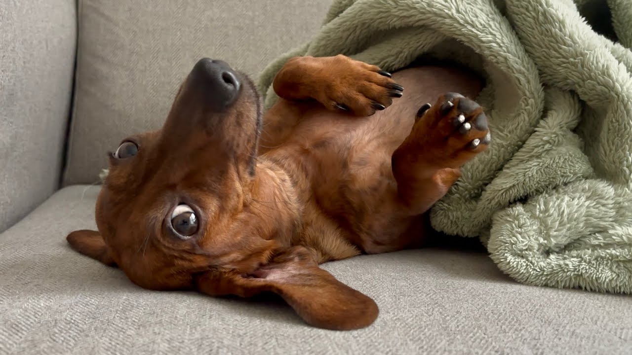 Mini dachshund can never have too many blankets!