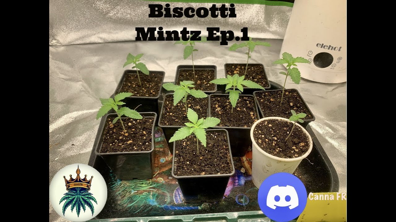 Biscotti Mintz Ep.1/13