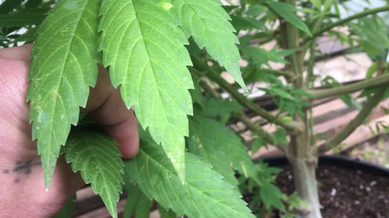 Growing Cannabis On The Oregon Coast! Things To Know!