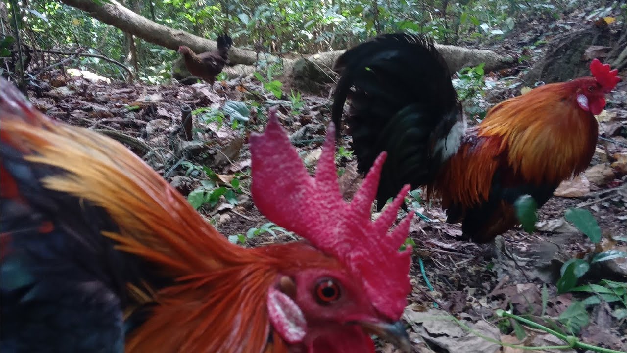 Paano mahuli si semi tagpas (UNCUT)