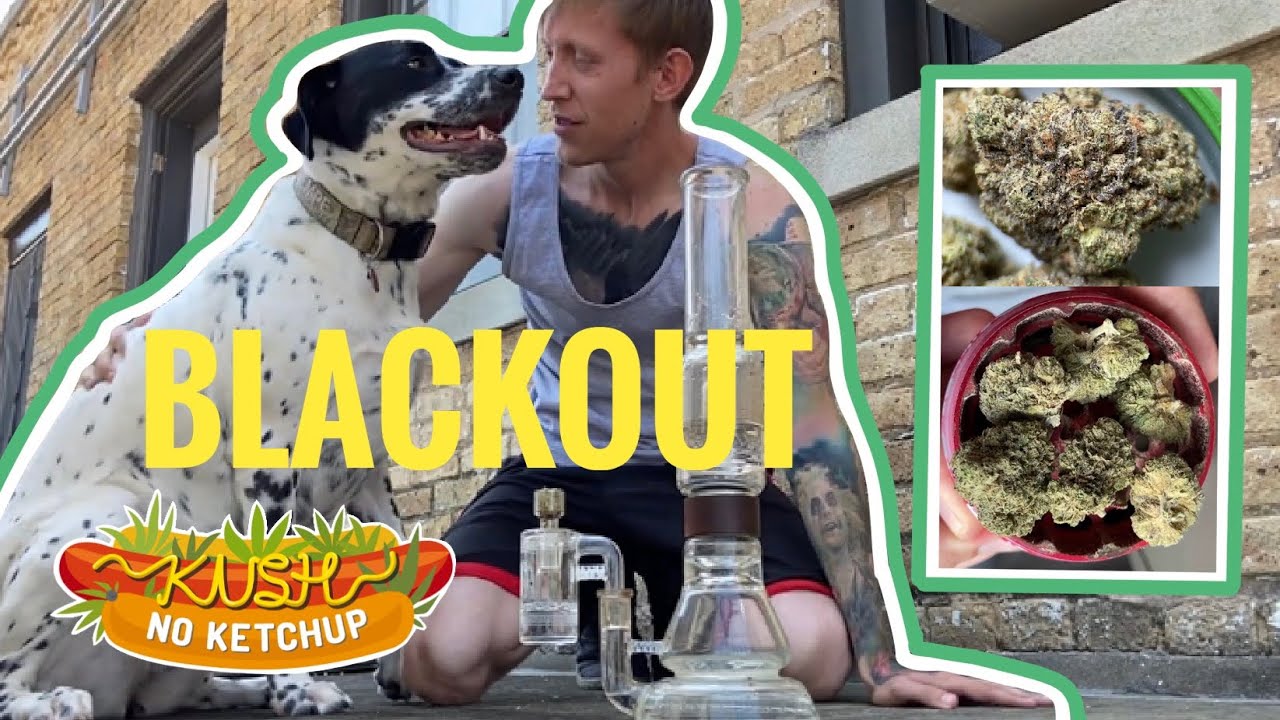 Blackout Strain Review (Bedford Grow) | KUSH NO KETCHUP