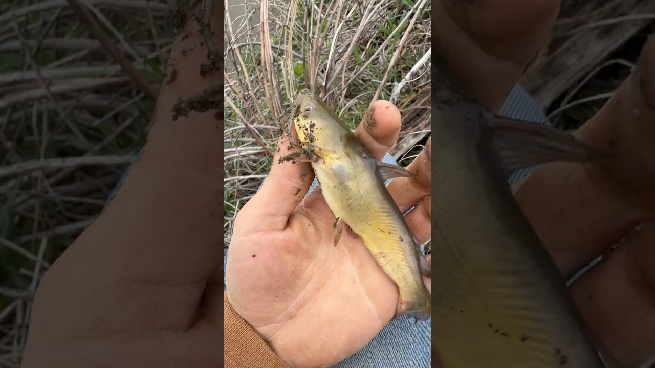 Catching fish with primitive tools #fishing #survival