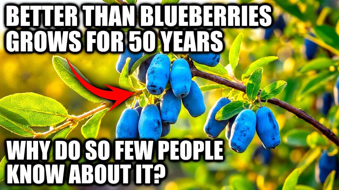 Better Than Blueberries And Oranges Combined. Grows For 50 Years. Why Don't You Know About It?