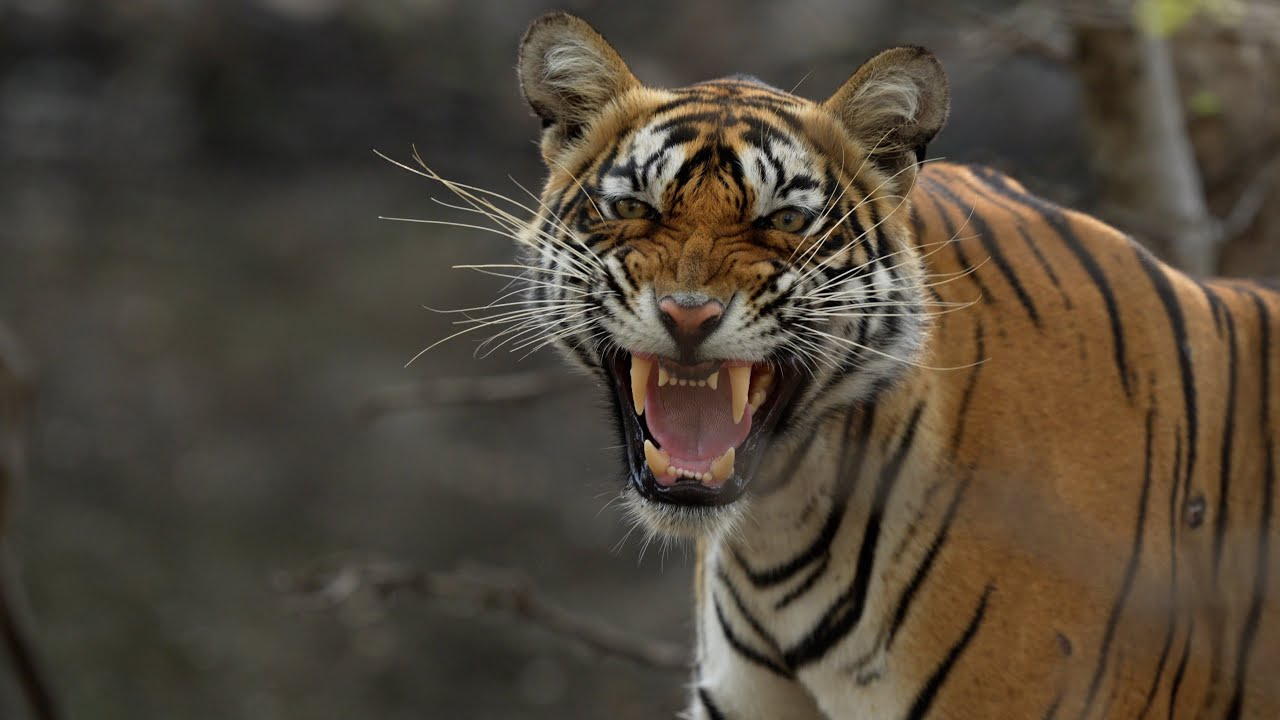 Ranthambore: The Wild Crown of India 🐅🌿 | Tigers in 4K Cinematic Excellence