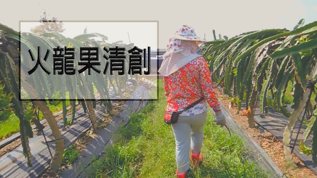 農事│ 火龍果清創(Clear pitaya rot)