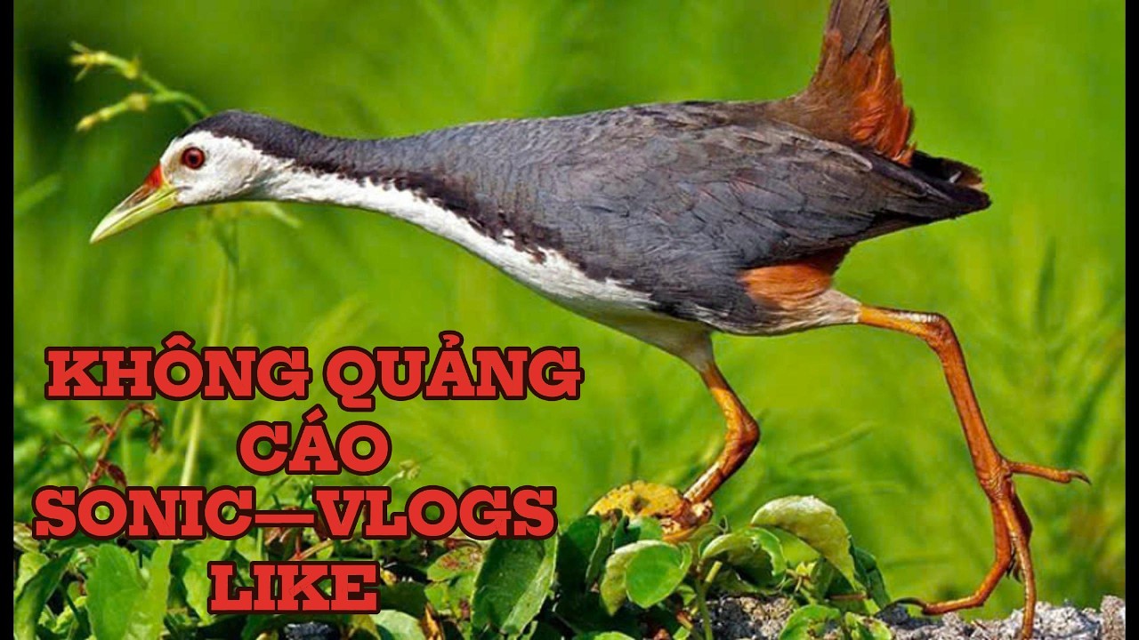The best waterhen - Tiếng Chim Quốc Mồi Cực Chuẩn Không Quảng Cáo - Authentic Cuckoo Call - No Ads-