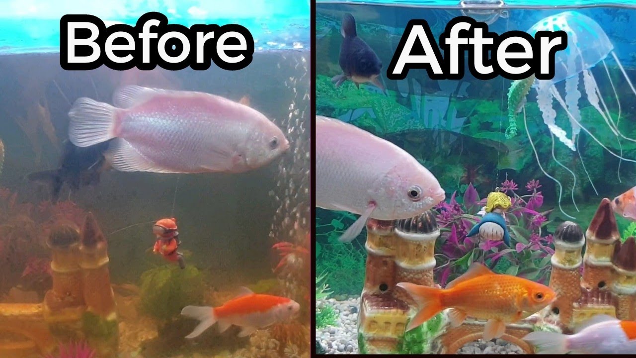 Fish Aquarium Full Cleaning Vlog | How to Clean Fish Tank