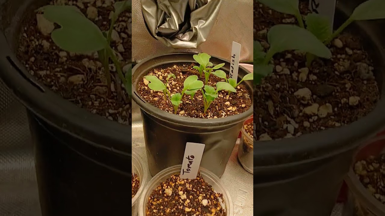 Moose lobstah v2 papaya flambata regs being sexed and the start of some veggies.