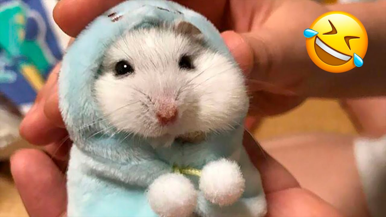 Funny Hamsters Videos | Cute and Funny Moments of the Animals