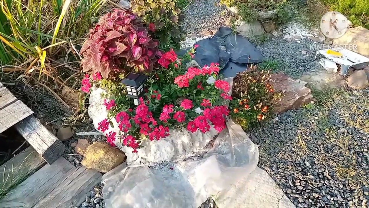 Центр України/ Мій осінній#садок/🌲 нові мешканці водойми#карпи_кої😉