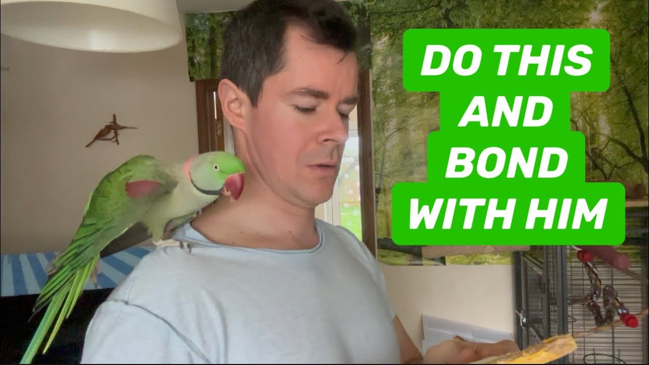 Parrot’s noises ,Alexandrine parrot 