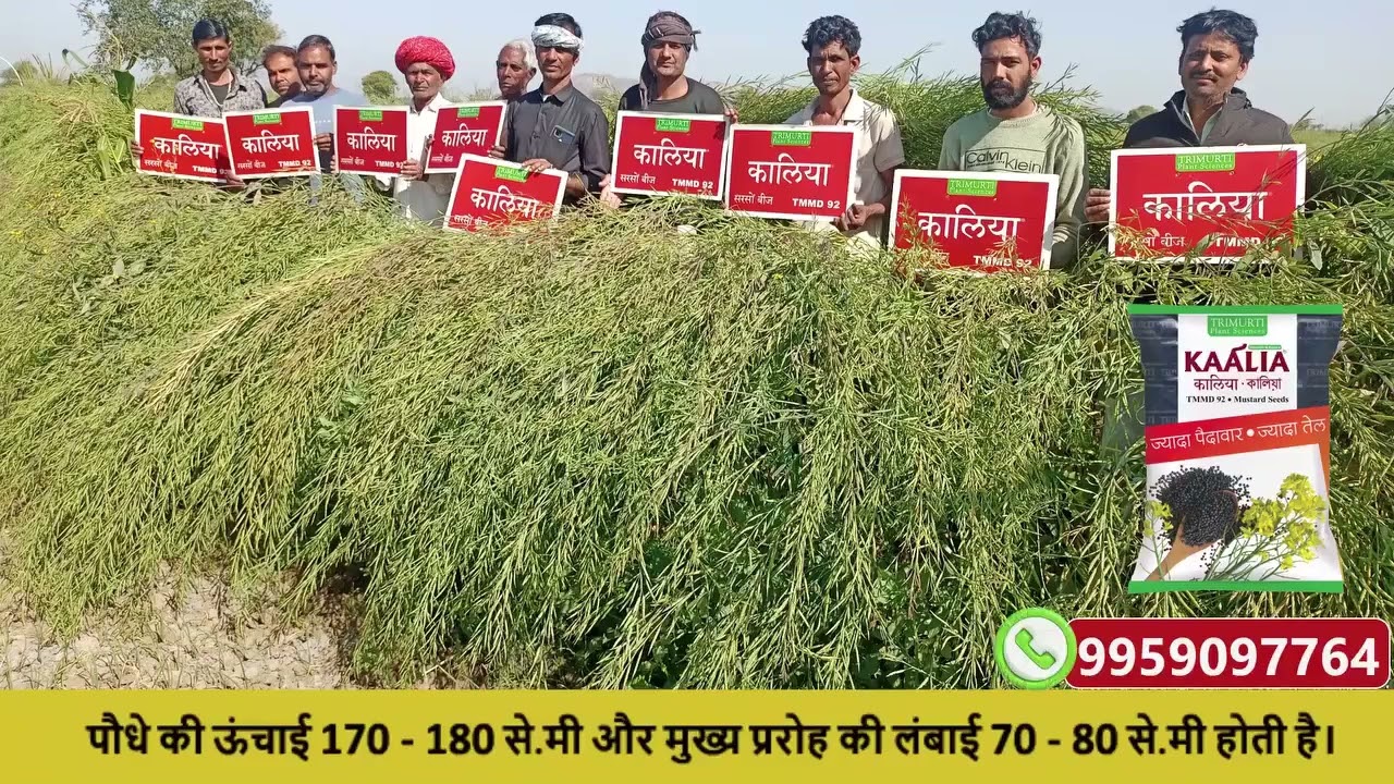 त्रिमूर्ति कंपनी की कालिया सरसों पर किसानो का अलग अलग अनुभव #crops #agriculture #trimurti #kaliya