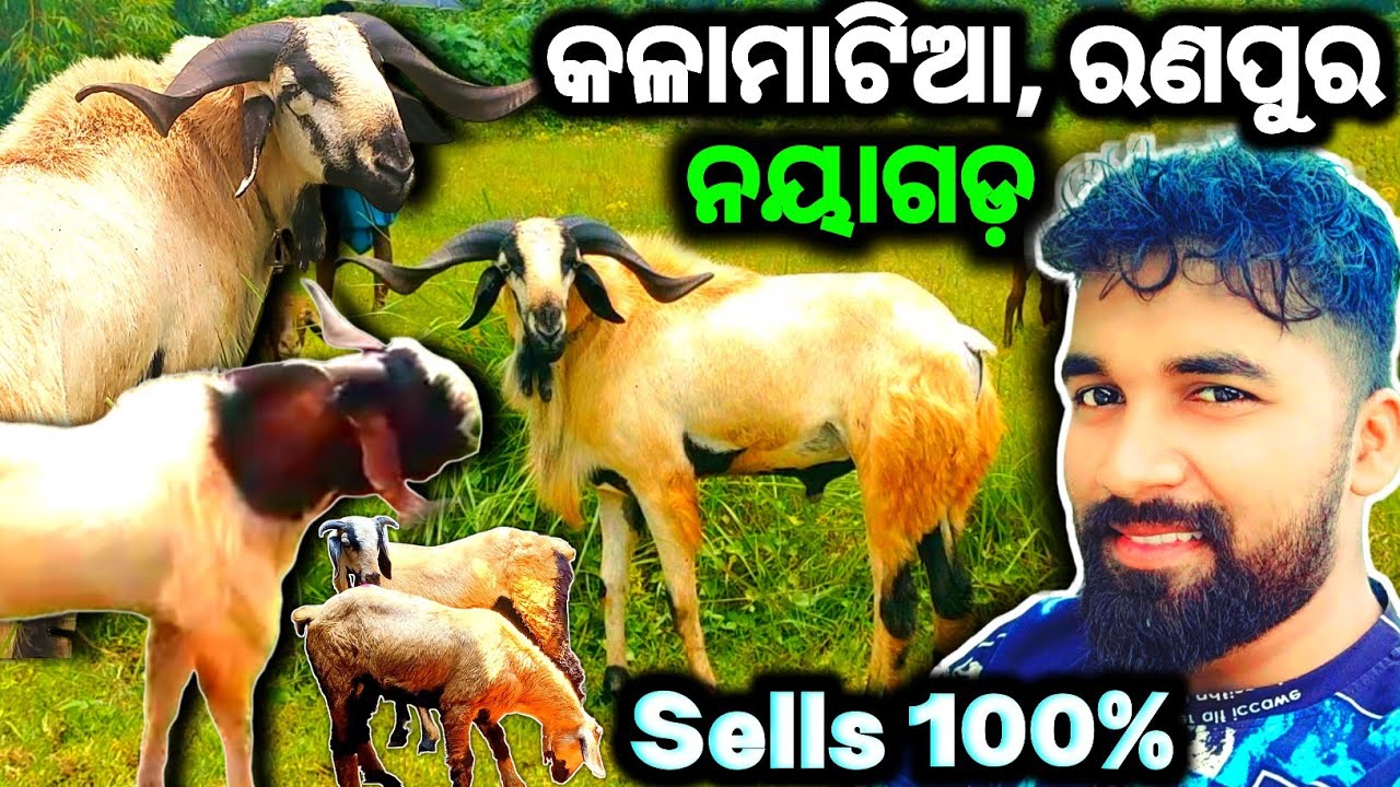 ଏହି Location ରେ ମେଣ୍ଢା ଛେଳି ସବୁ ମିଳିବେ//💯% sells//Urgent sells @Bhaskardipuvlogs 