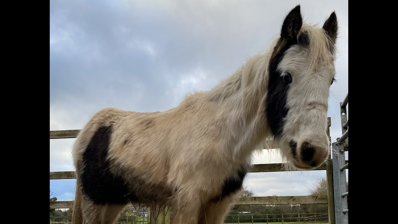 HorseWorld - Soul's Story
