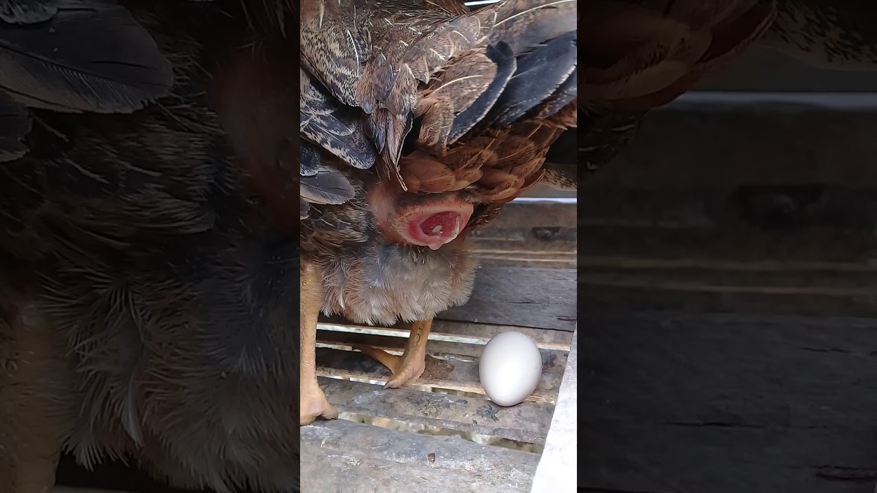 Proses Ayam bertelur