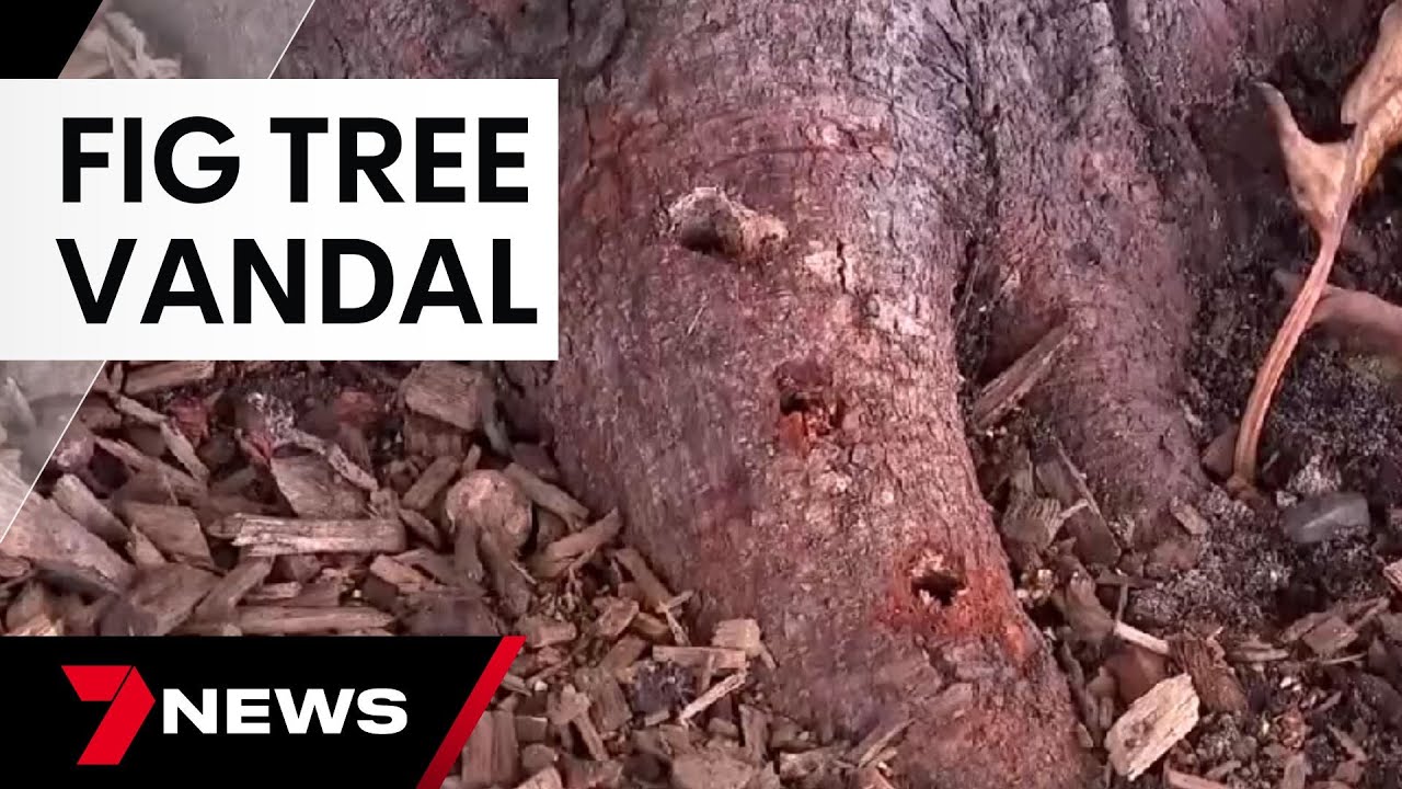 Locals at Balmoral furious after 9 historic fig trees were found to have been drilled