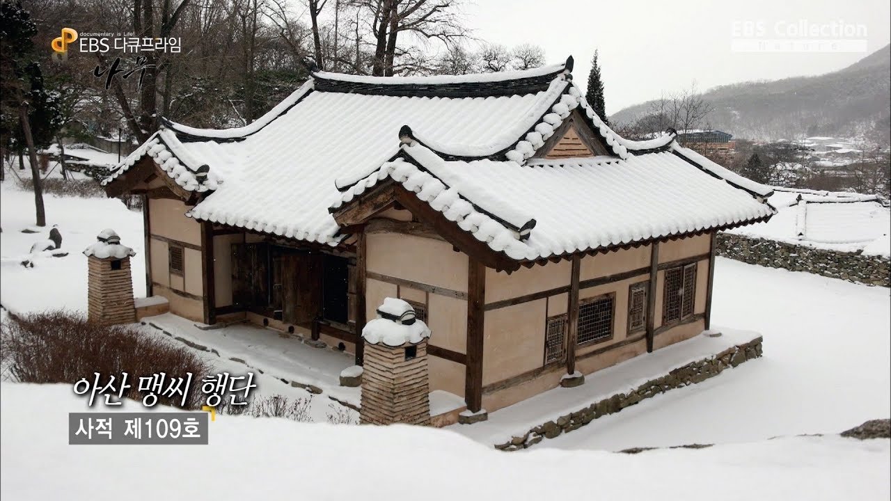700년의 세월을 이어온 아산 맹씨 행단