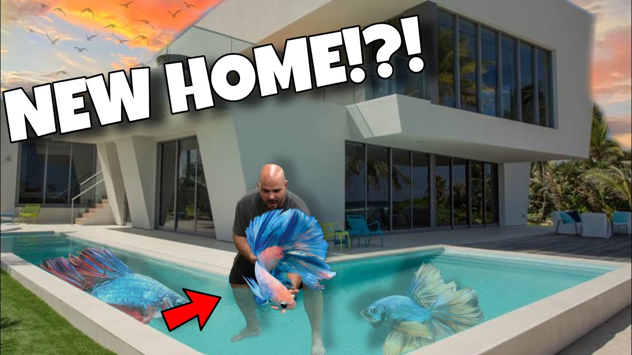 Dumpster BETTA Gets Modern Aquarium?!?