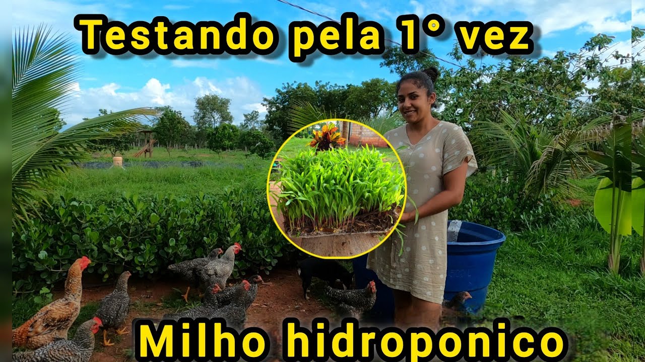 PLANTEI MILHO HIDROPÔNICO PRAS GALINHAS E ME ARREPENDI!