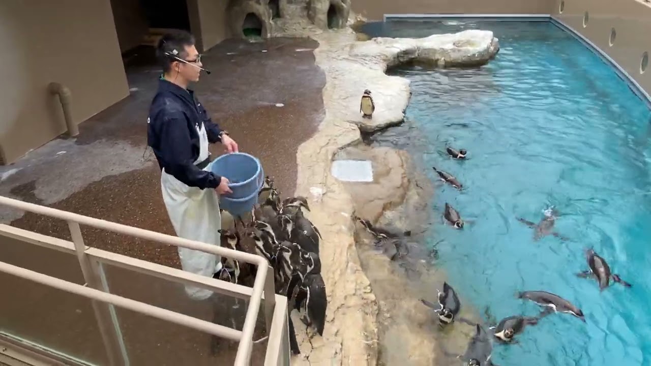 大洗水族館25/12/14-11:10ペンギンさん餌やり