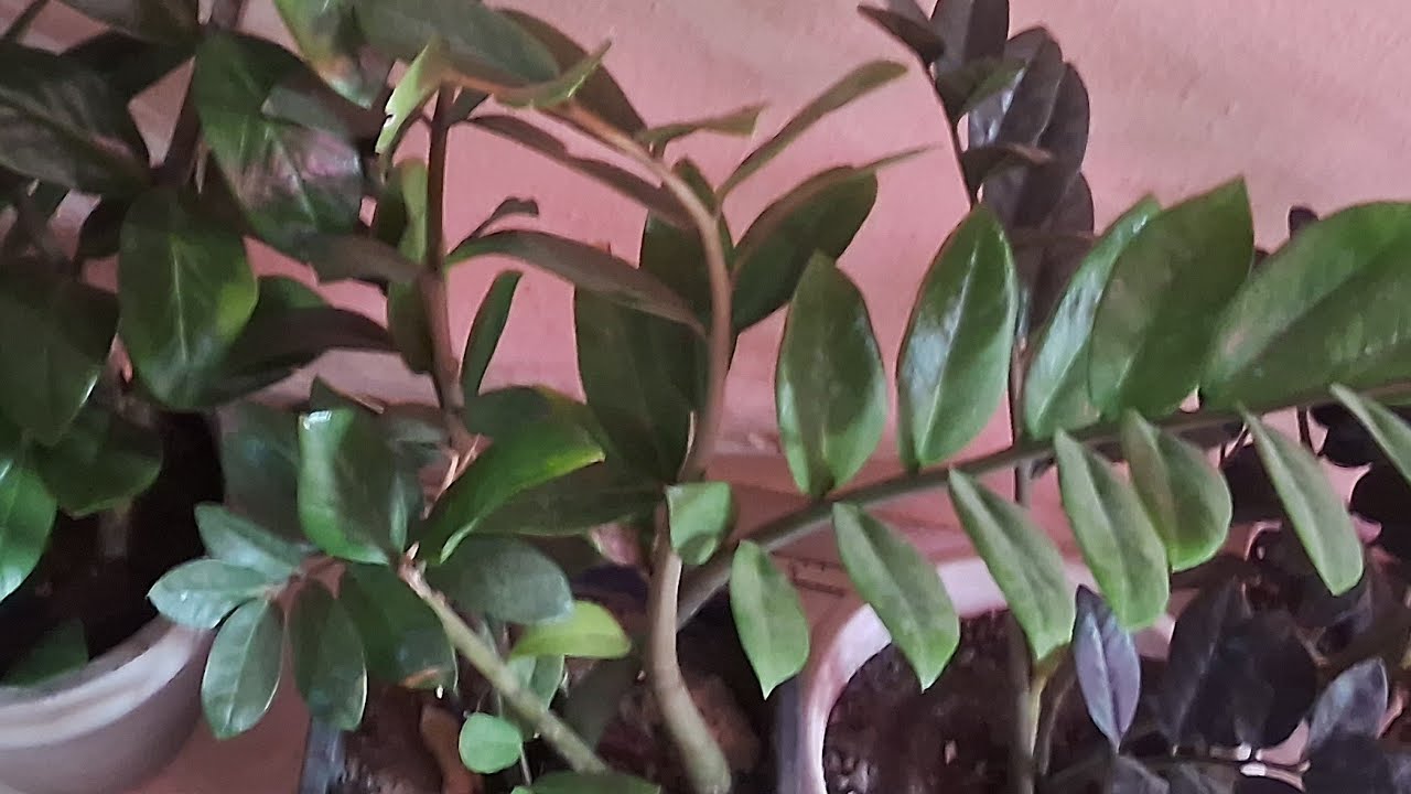 Como Fazer replante das zamioculcas