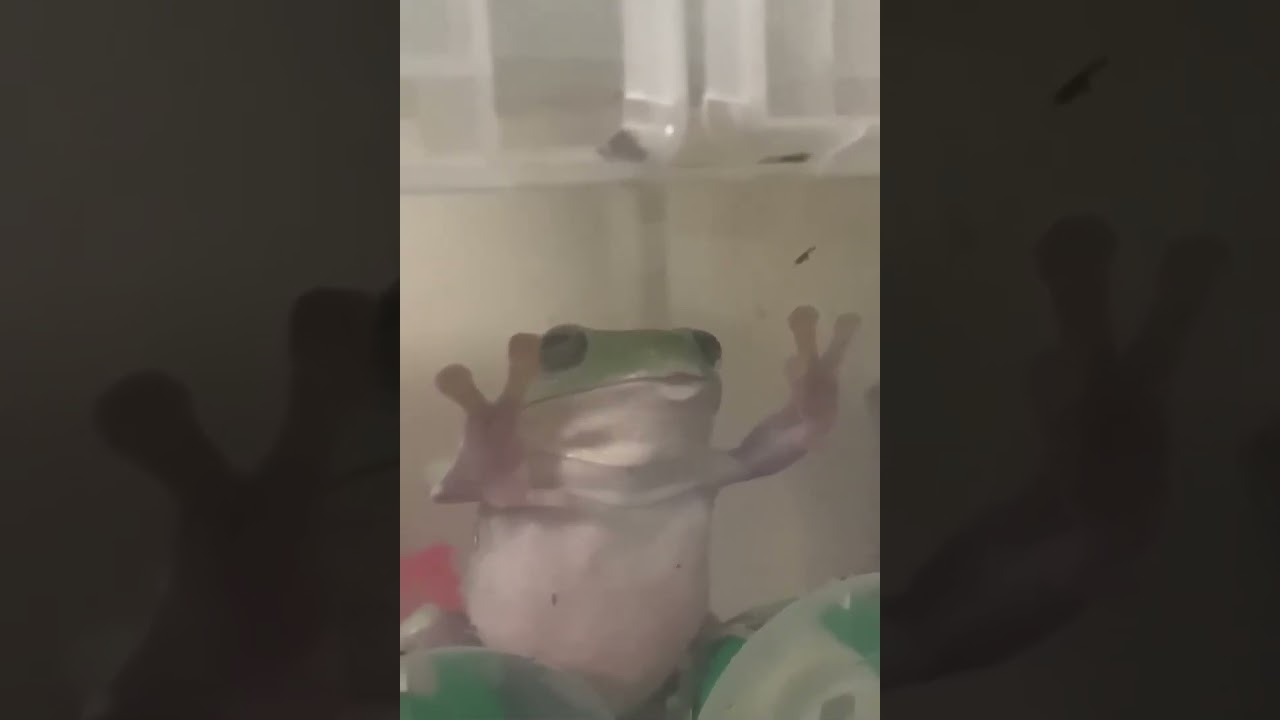 Bullfrog Eats Giant Scorpion 