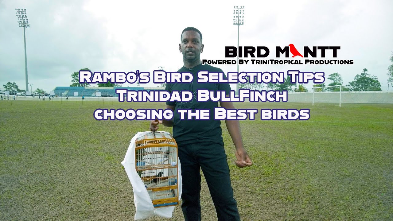 Bird ManTT ep 6 Narvin Ramballie aka Rambo T&TBullfinch 