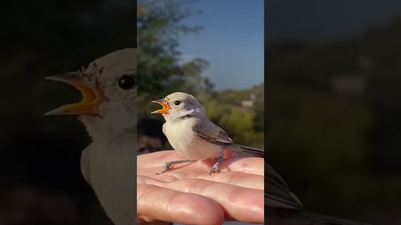 Stunned Little Bird Hits Window but is OK!