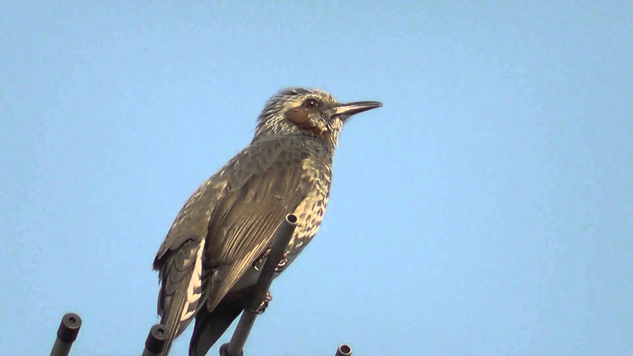ヒヨドリの鳴き声