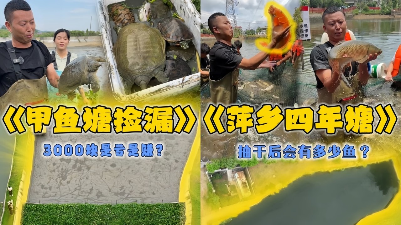 小飞哥花3000元在10年甲鱼塘捡漏，看看到底能上多少货？｜花70000元包下4年没干的鱼塘，抽干水后里面会有多少鱼？