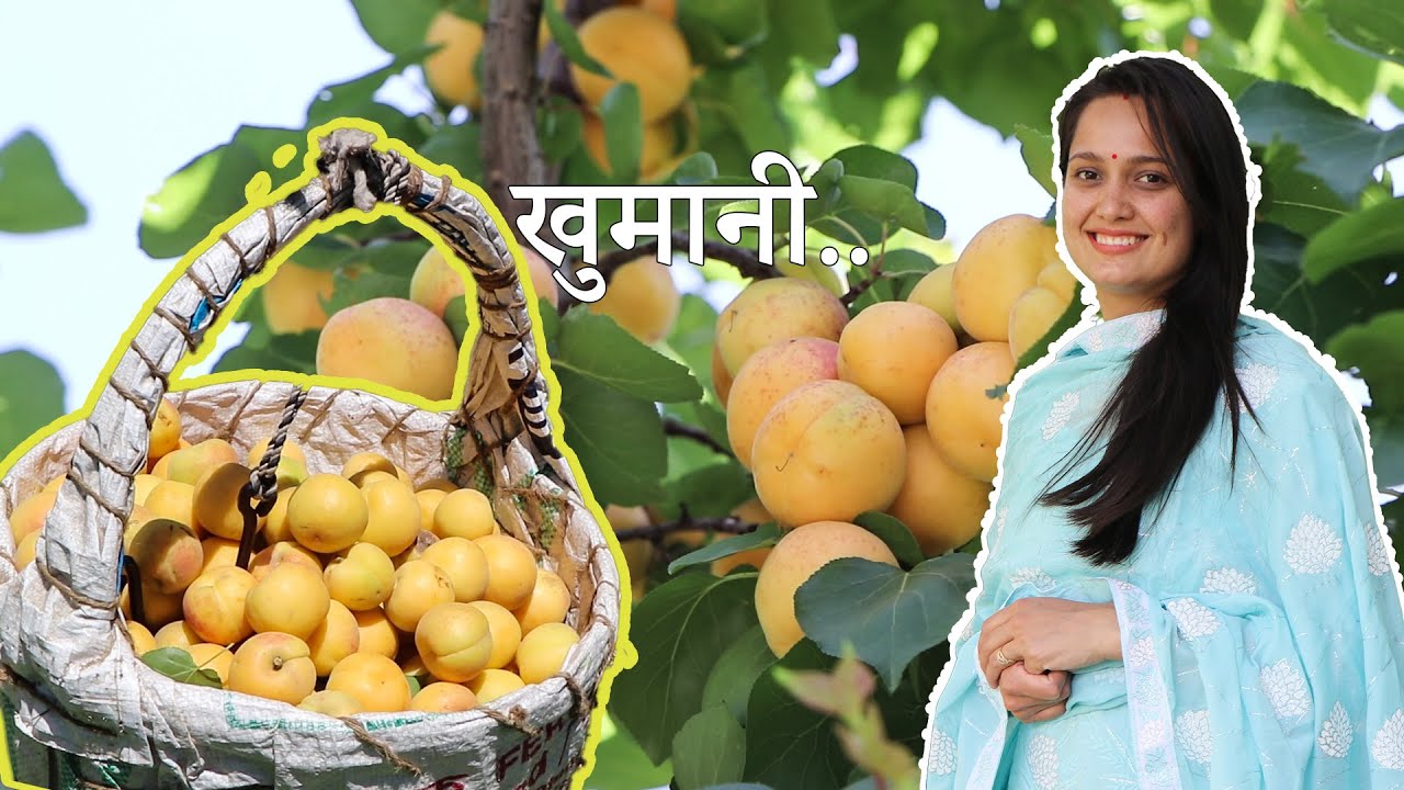 Apricot(खुमानी) Orchard in Kullu-Manali, Harvesting in Himachal Pradesh || पहाड़ी Fruit🍑🍑