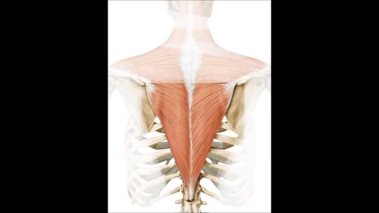 Lower Trapezius