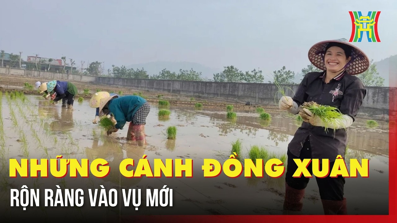 Những cánh đồng xuân rộn ràng vào vụ mới