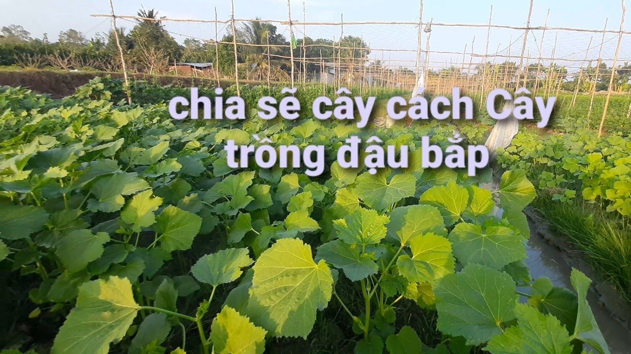 Chia sẽ hàng trồng 