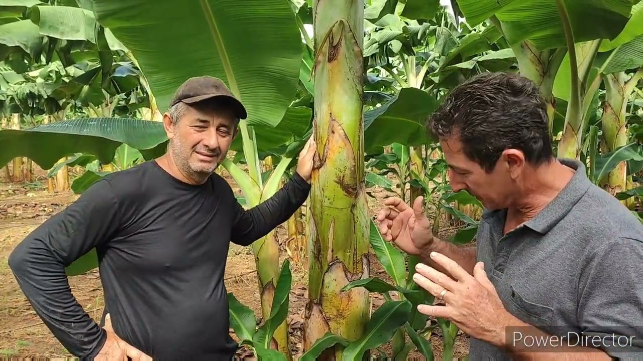 Mudas  de Banana BRS terra anã.
