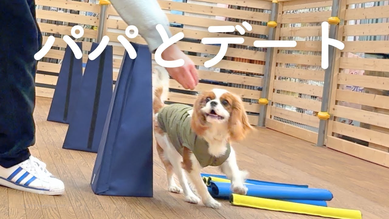 1ヶ月ぶりに再会したパパと2人で過ごす濃密な1日【生後8ヶ月キャバリア】