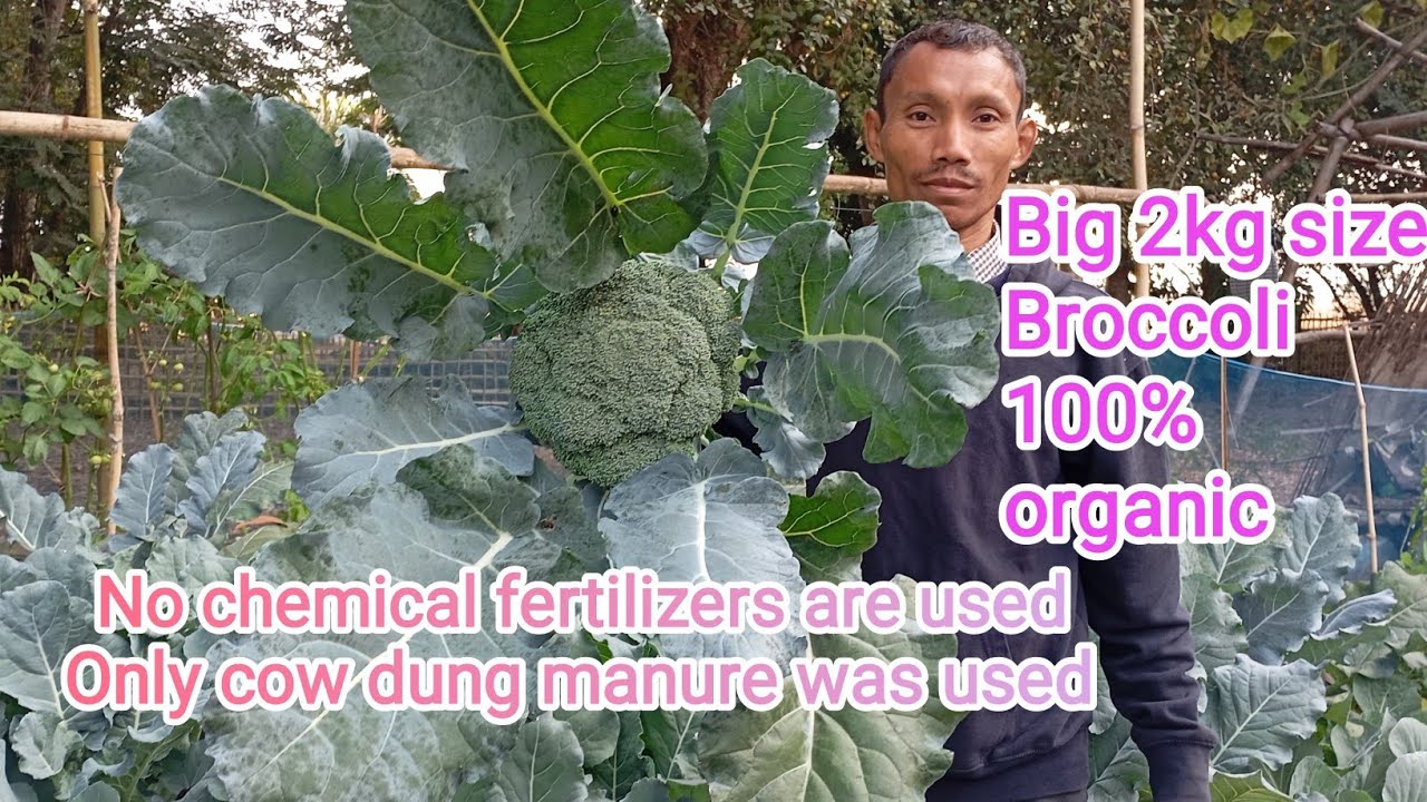 Big 2kg size Broccoli growing on fish carton 